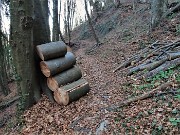 67 Faggi tagliati e ben sistemati